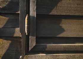 Wood, Left Honest